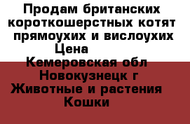 Продам британских короткошерстных котят  прямоухих и вислоухих › Цена ­ 3 000 - Кемеровская обл., Новокузнецк г. Животные и растения » Кошки   